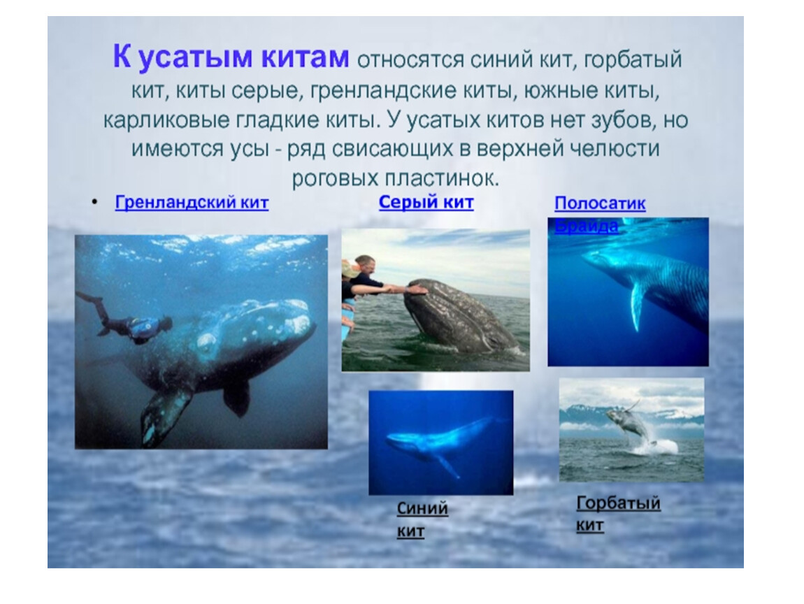 Где живет кит 1 класс ответ. Синий кит. Голубой кит. Кит синий кит. Образ жизни китообразных.