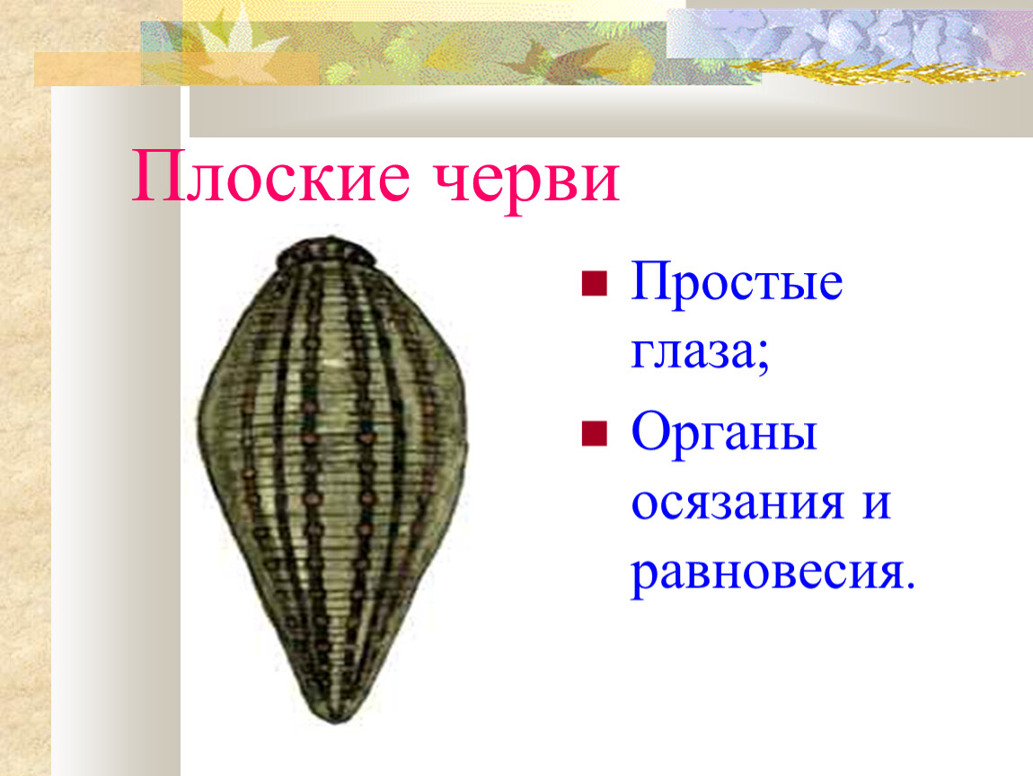 Органы чувств плоских червей. Плоские черви органы осязания. Органы чувств свободноживущих плоских червей. Органы осязания у плоских червей.