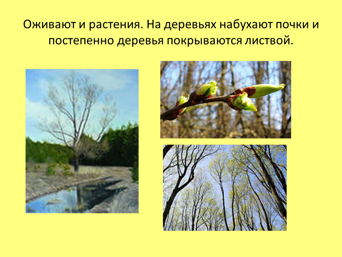 Сезонные изменения в жизни организмов весной. Сезонные изменения в природе. Сезонные изменения растений. Сезонные изменения лето. Сезонные изменения деревьев лето.