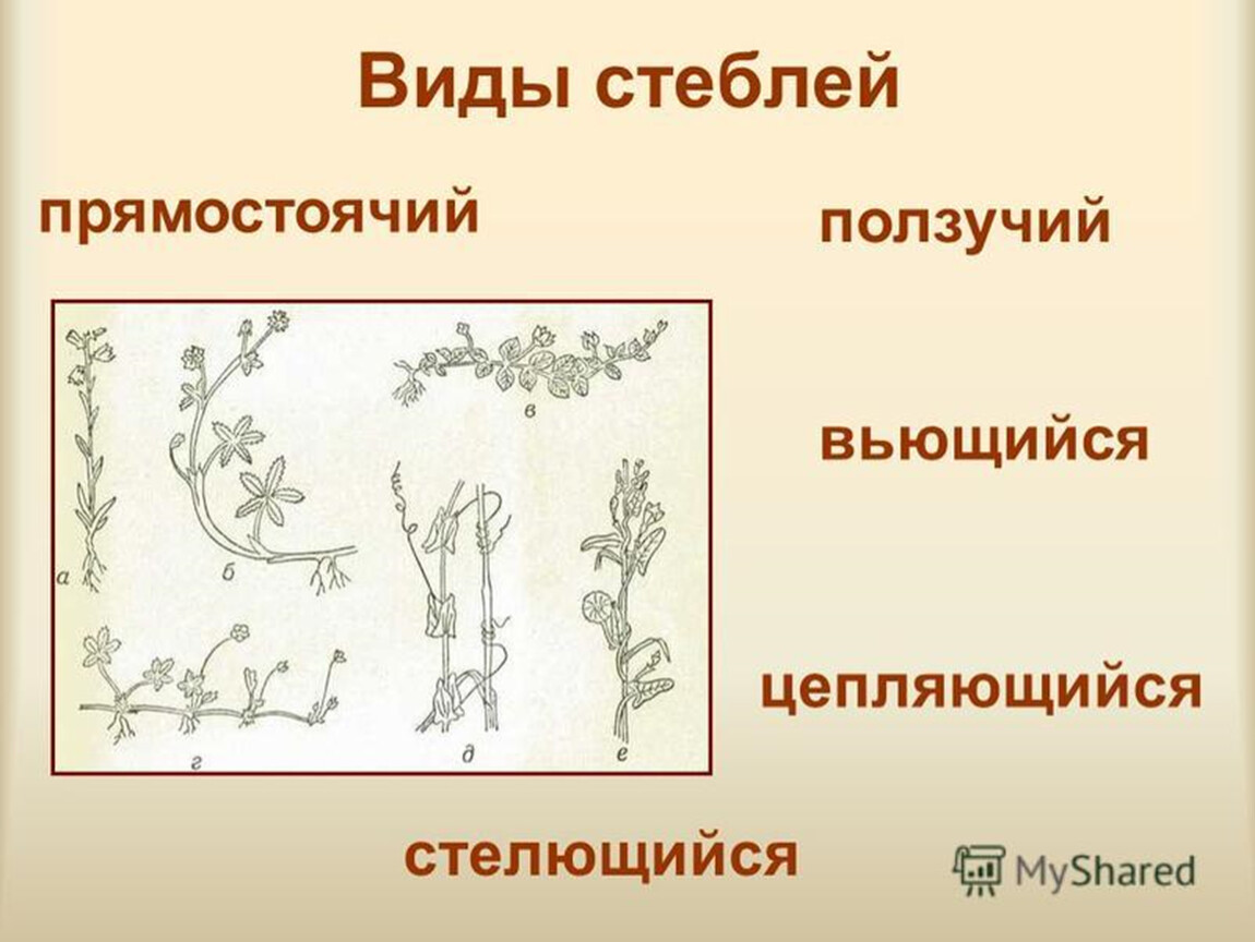 Стебель виды. Виды стеблей. Виды стеблей у растений. Ползучий вид стебля. Виды стеблей вьющийся.