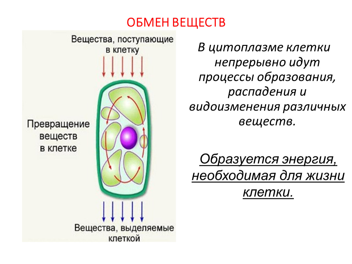 Изучив текст параграфа заполните схему процессы жизнедеятельности клетки