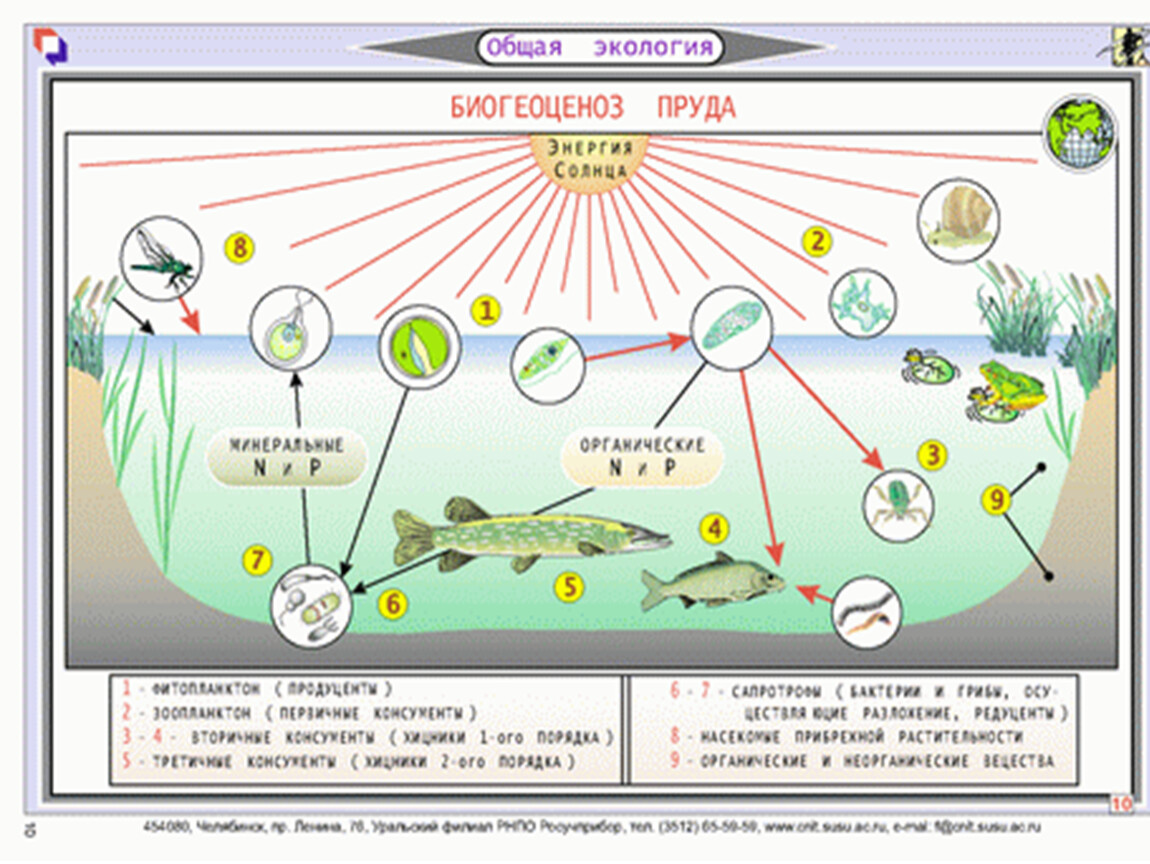 Экосистема озера схема