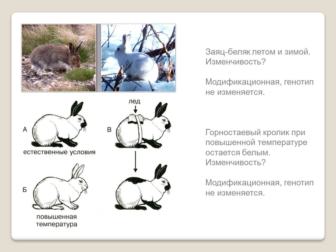 Низкая изменчивость. Модификационная изменчивость заяц. Модификационная изменчивость кролик. Фенотипическая изменчивость кролик. Заяц Беляк модификационная изменчивость.