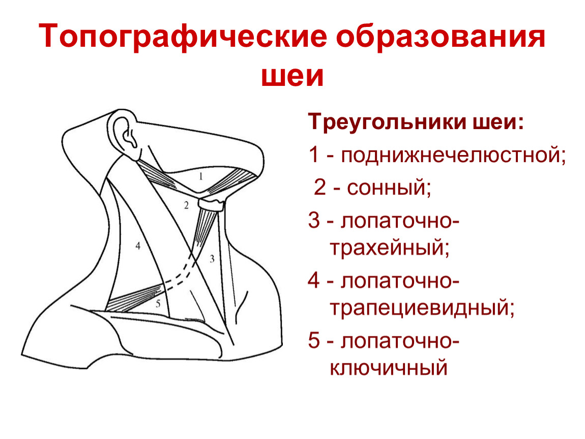 Треугольники шеи. Наружный треугольник шеи топографическая анатомия. Треугольники шеи топографическая анатомия. Боковой треугольник шеи топографическая анатомия. Топографическая анатомия шеи треугольники шеи.