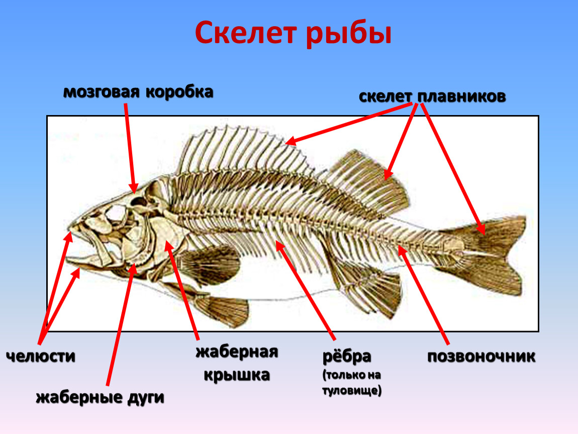 Скелет рыбы состоит из