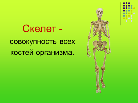 Реферат: Скелет