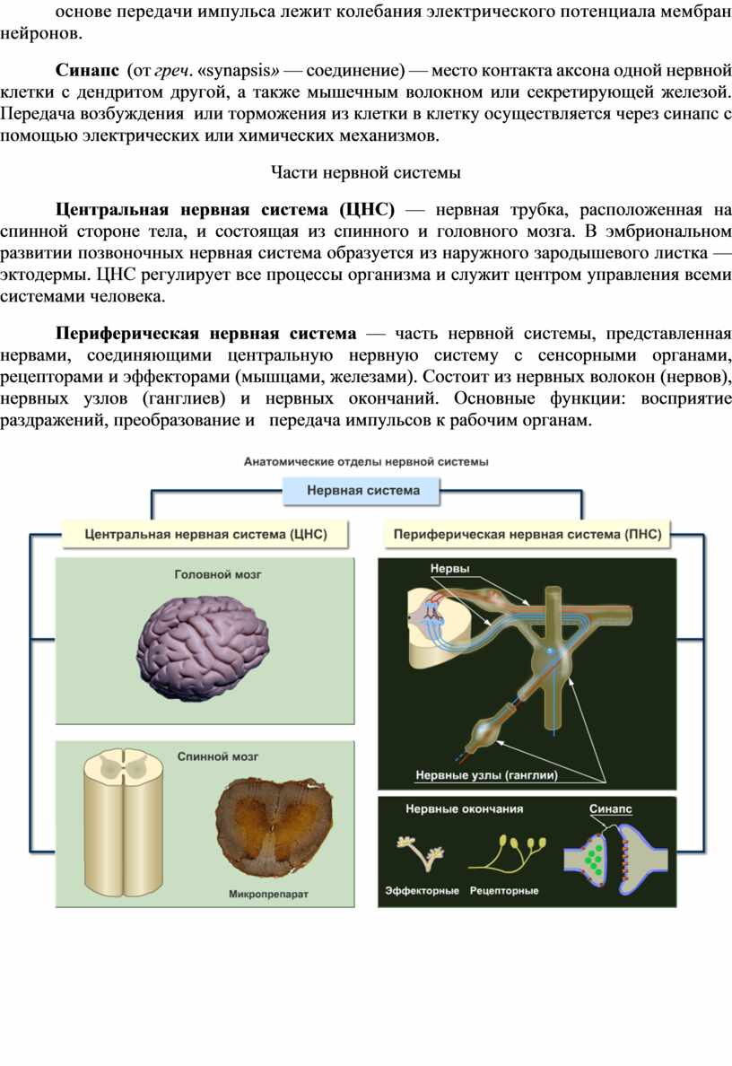 Тело нейрона лежит за пределами цнс. Тело нейрона в нервном узле. Центральная и периферическая нервная система. Задания по нервной системе начальные классы. Способы специальной окраски нервной системы.