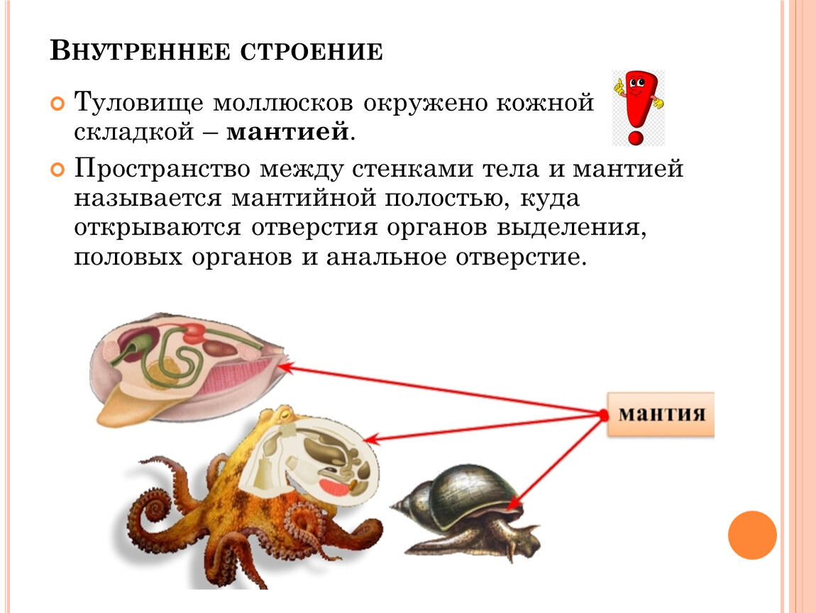 Полость тела моллюсков вторичная. Внутреннее строение моллюсков. Внутреннее строение моллюсков 7 класс. Тип моллюски строение. Тело моллюсков покрыто кожной складкой.
