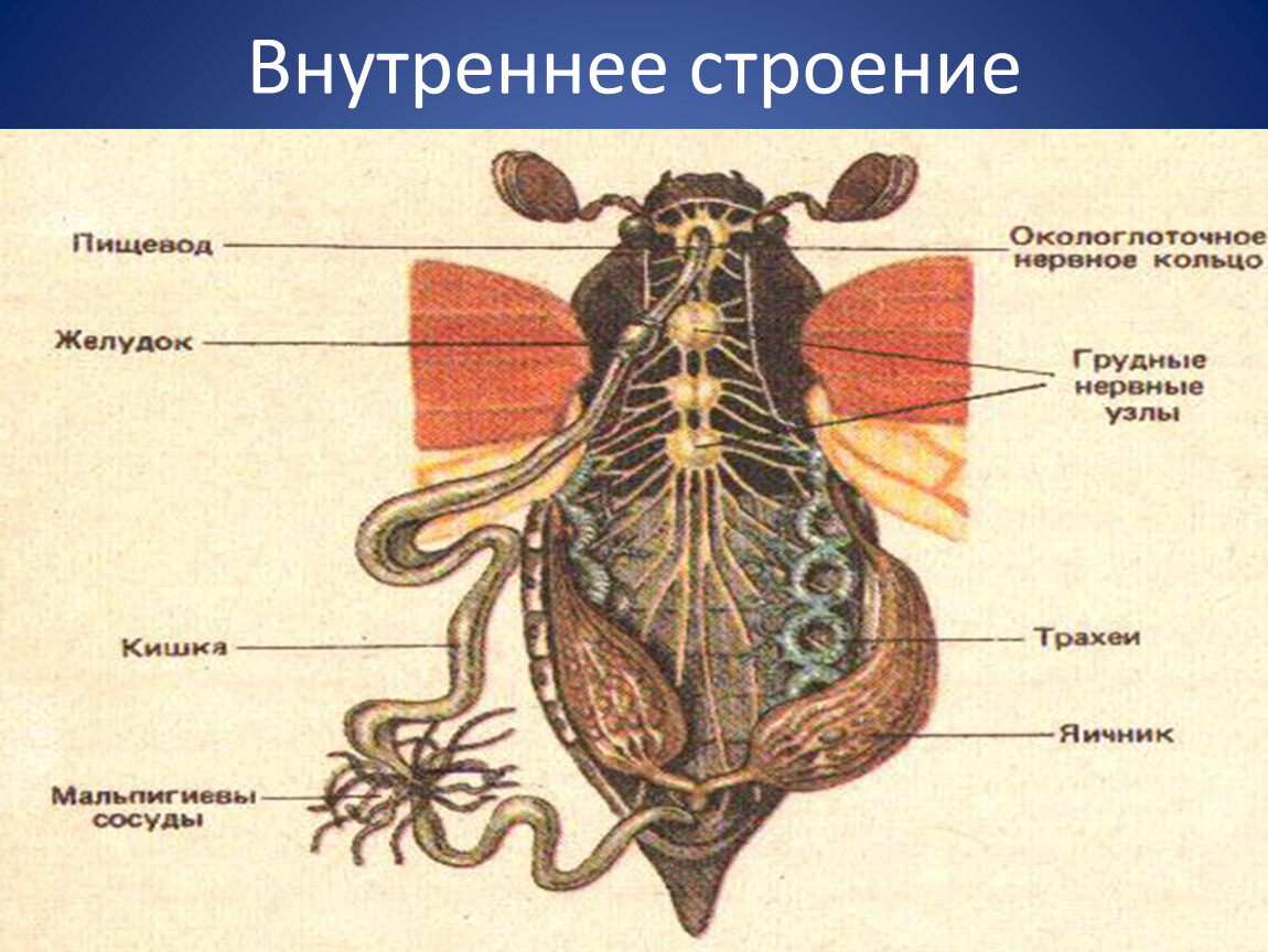 Рассмотри рисунок укажи названия органов указанных цифрами и отметь к какой системе они относятся