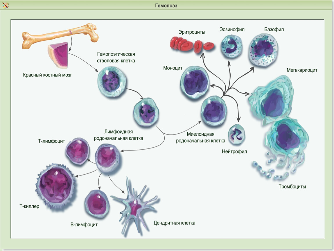 Гемопоэтические стволовые клетки презентация - 80 фото