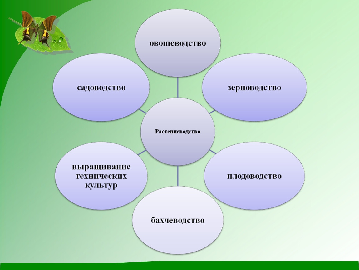 Презентация 3 кл растениеводство. Растениеводство 3 класс. Растениеводство кластер. Презентация на тему Растениеводство. Схема отрасли растениеводства.