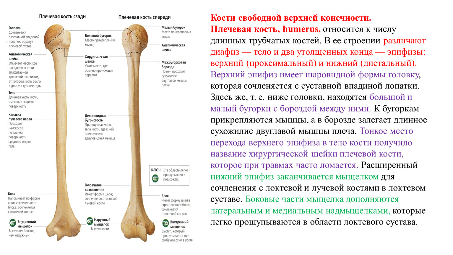 Анатомия дистального отдела плечевой кости