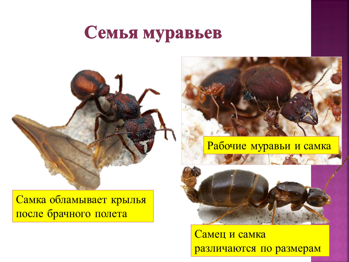 Муравьи общественные насекомые. Общественные насекомые пчелы и муравьи. Муравьи самки и самцы. Общественные насекомые рабочие.