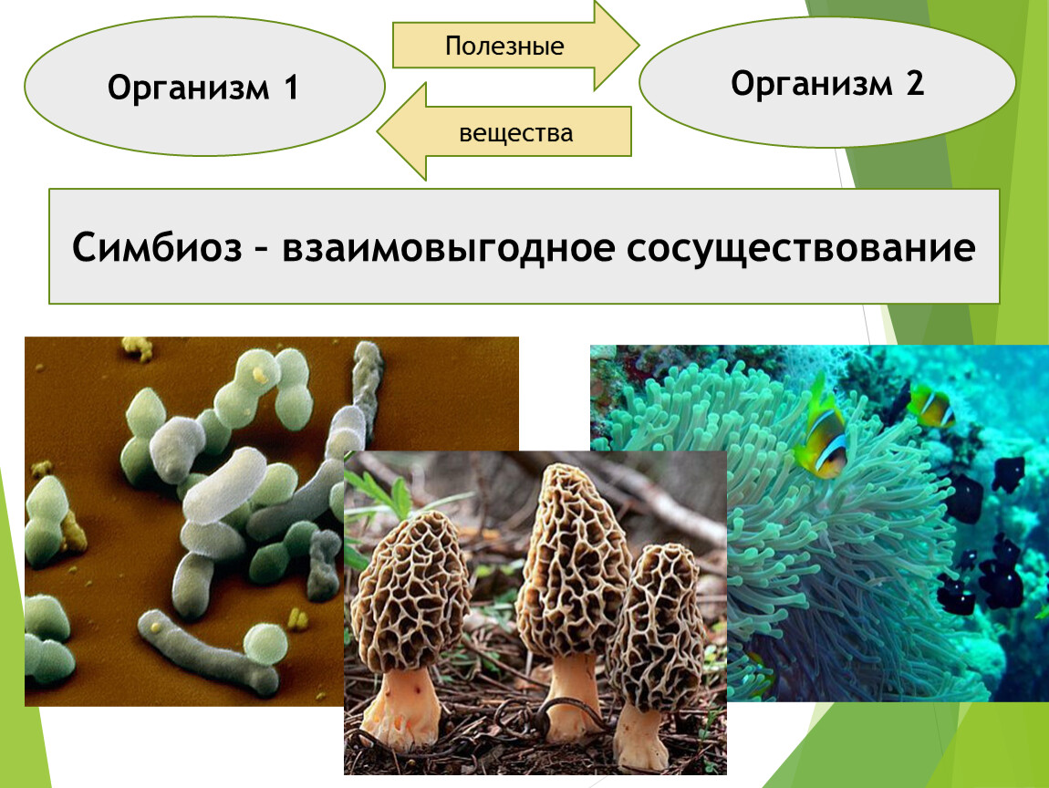 Не живые организмы. Живые организмы. Что такое живой организм 5 класс биология. Процессы жизнедеятельности организмов 5 класс биология. Организмы симбионты.