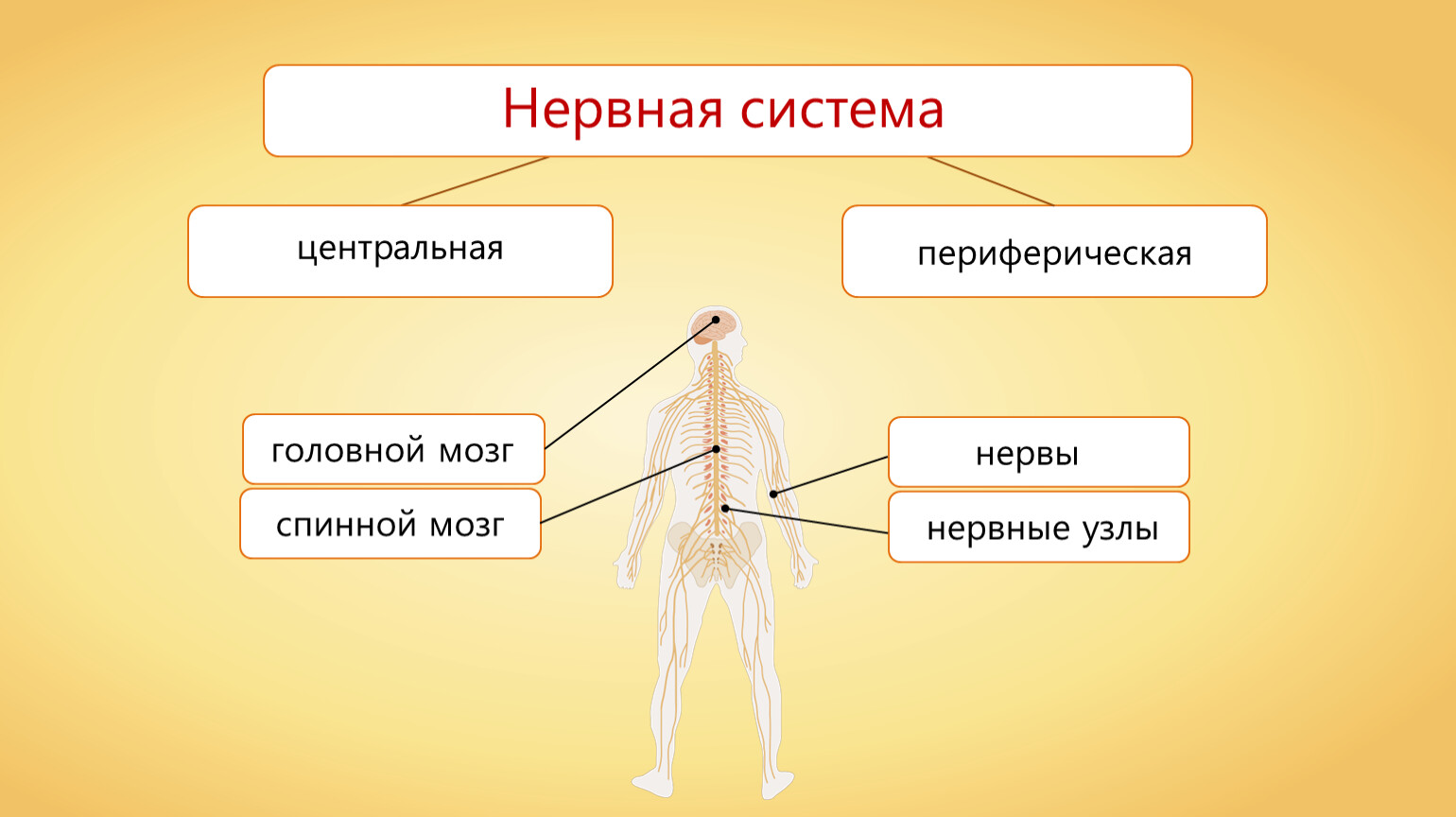 Нервная система делится на центральную и. Нервная система. Нервная система человека. Строение нервной системы человека. Центральная нервная система.