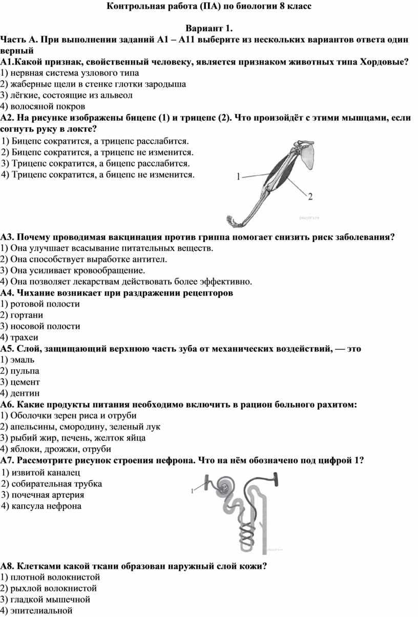 Промежуточная аттестация по биологии, 8 класс