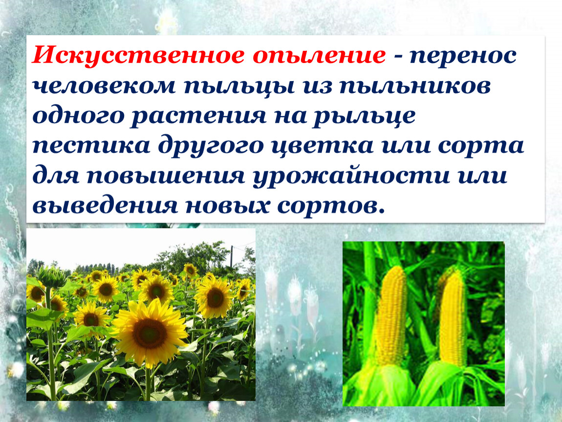 Какая ботаническая наука изучает опыление. Опыление покрытосеменных растений. Самоопыление и искусственное опыление. Искусственное опыление растений. Способы опыления цветковых растений.