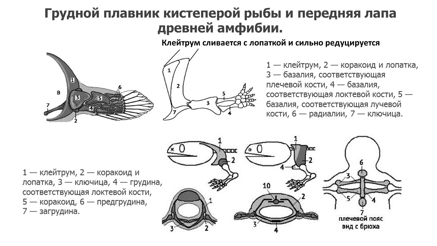 Схема строения конечностей наземного позвоночного