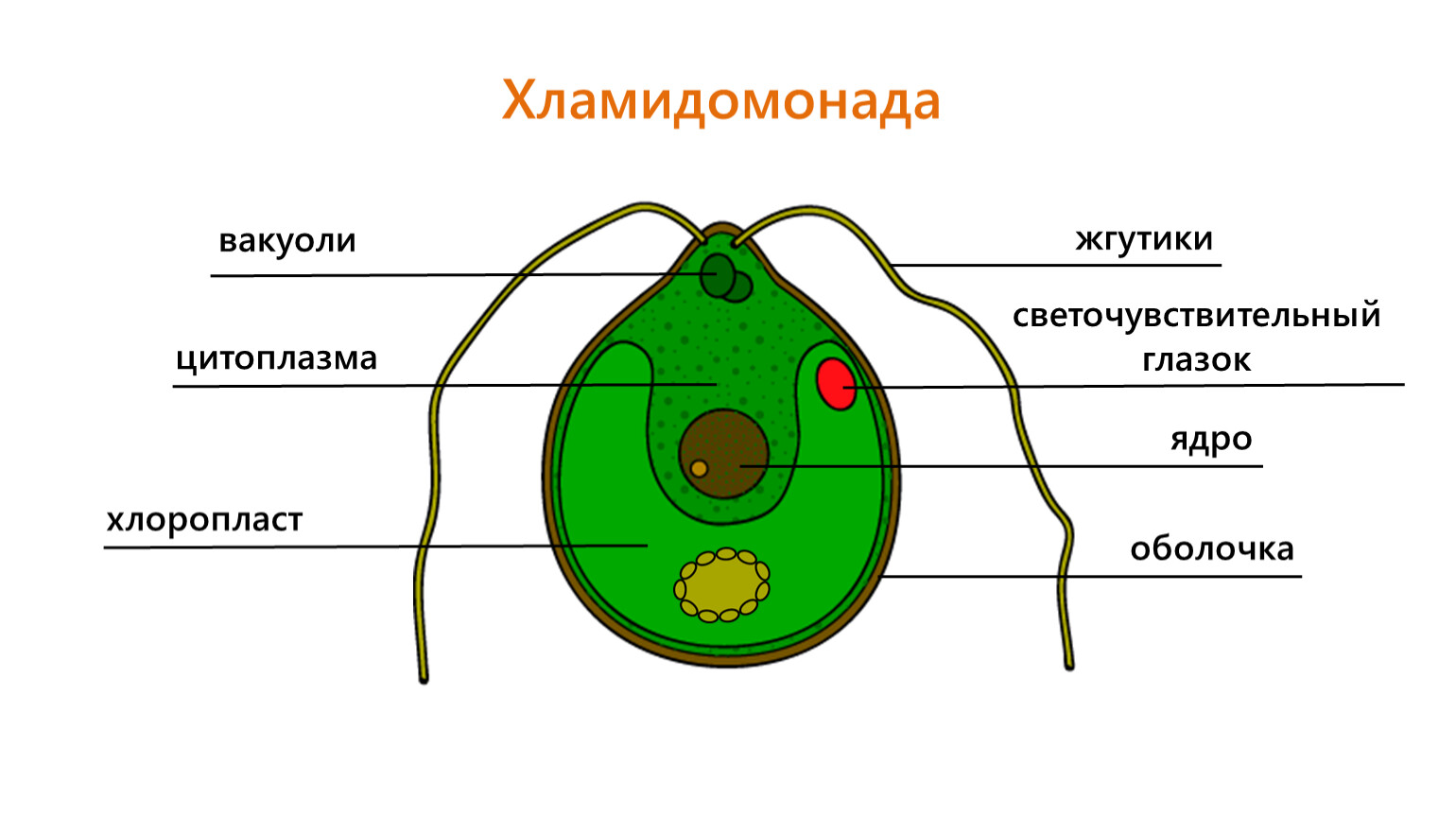 Поставьте цифры к названиям частей клетки хламидомонады в соответствии с рисунком