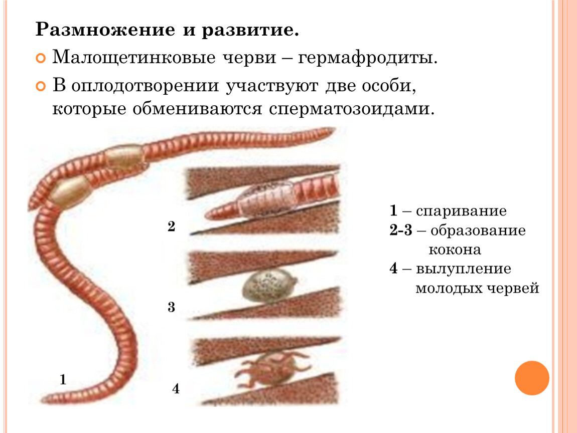 Кольчатые черви половая