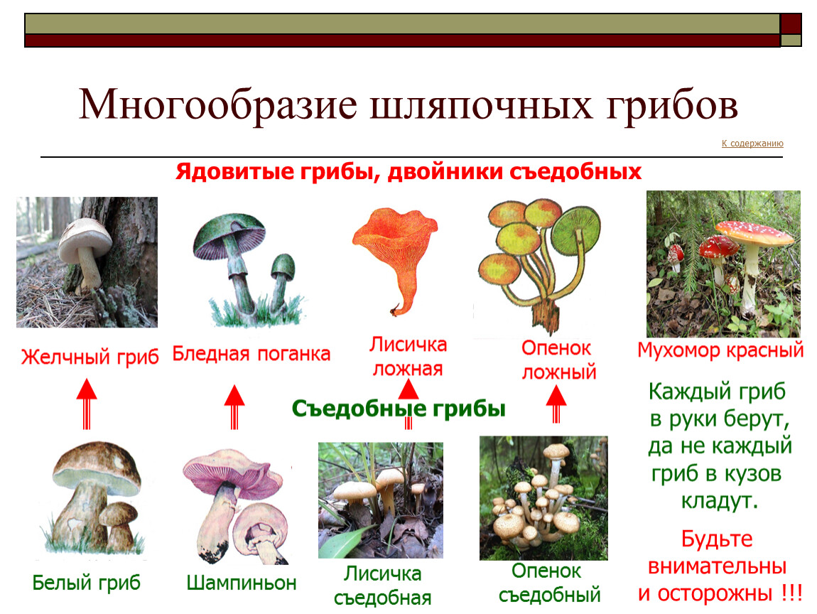 Три примера шляпочных грибов. Шляпочные грибы съедобные и ядовитые. Несъедобные Шляпочные грибы 5 класс биология. Съедобные грибы и несъедобные грибы таблица. Несъедобные грибы Шапочные.