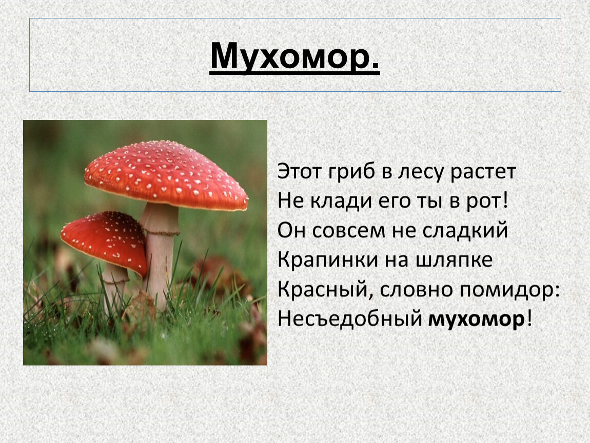 Ответ гриб. Загадка про мухомор. Мухомор описание. Стих про мухомор. Стихотворение про мухомор.