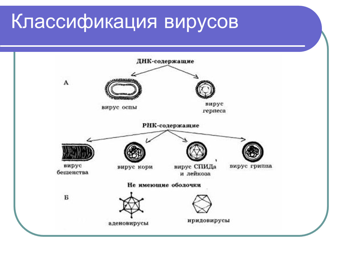 Вирусы 1 группы. Классификация вирусов. Классификация вирусов ДНК И РНК содержащие. Вирусы микробиология схема классификации. Классификация вирусов биология.