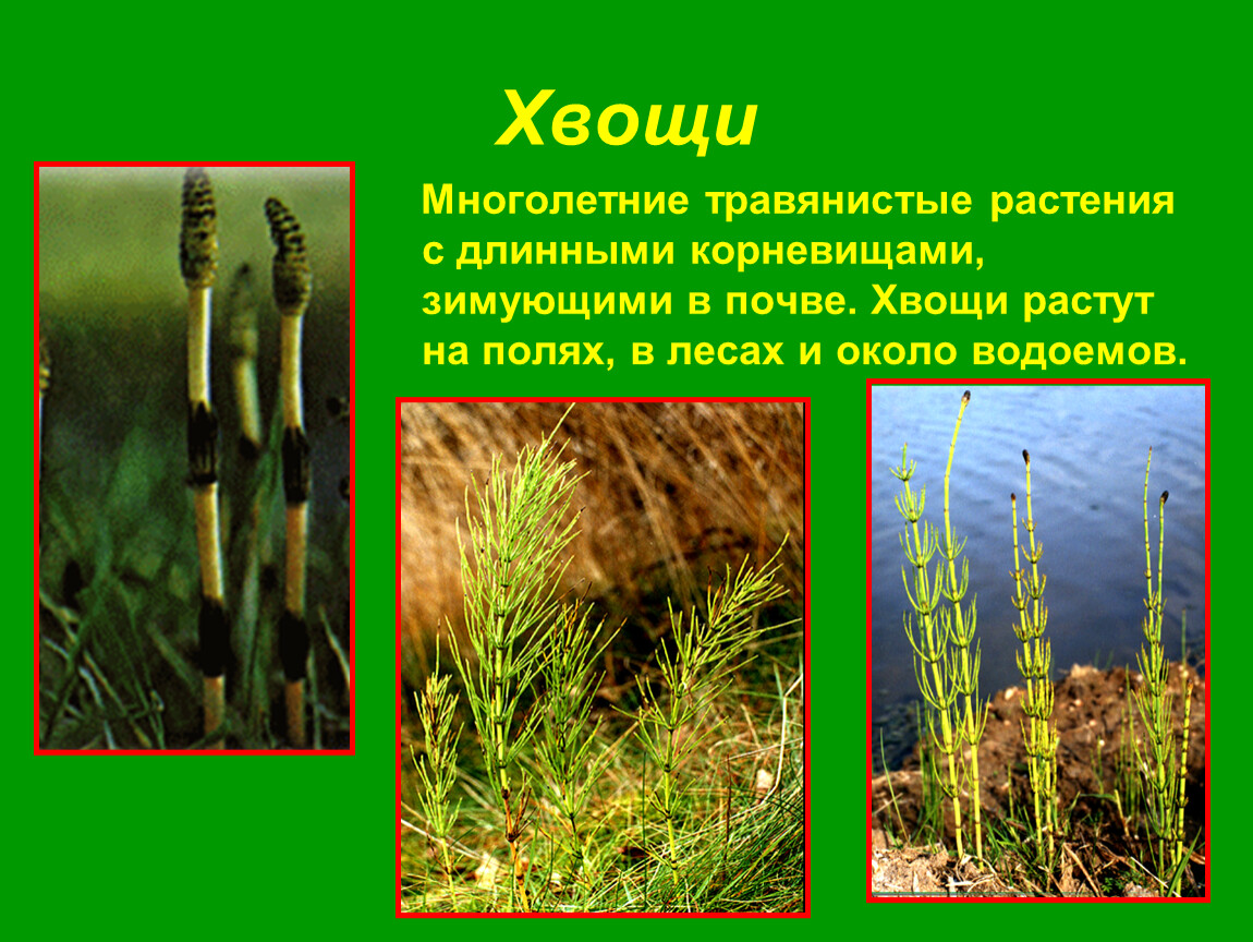 Виды хвощей. Хвощи это многолетние травянистые. Хвощ зимующий биология. Размножение хвоща зимующего. Хвощи это споровые растения.