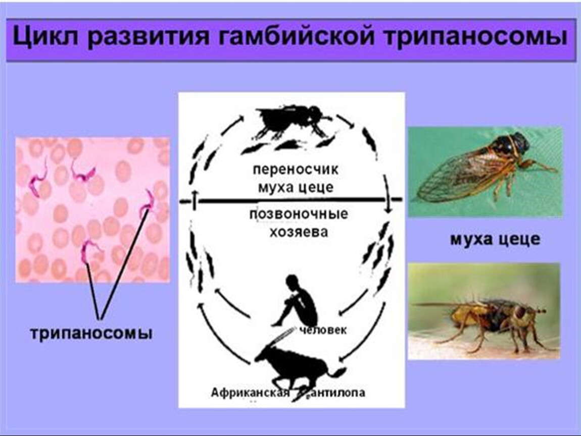 Основной хозяин муха цеце основной хозяин человек. Trypanosoma brucei жизненный цикл. Африканский трипаносомоз цикл. Стадии жизненного цикла трипаносомы. Промежуточный хозяин трипаносомы.