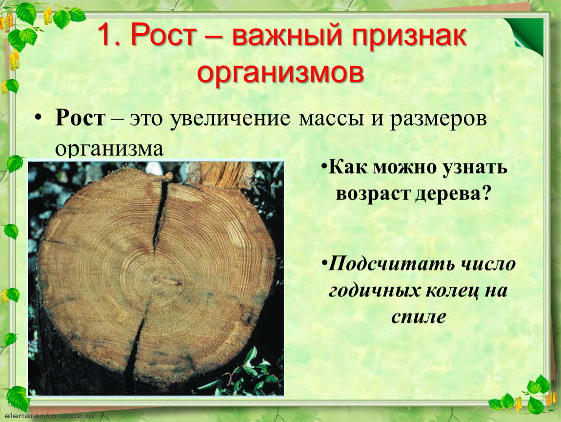 Группы возраста деревьев. Определить Возраст дерева. Годичные кольца. Как можно определить Возраст дерева. Определение возраста дерева.