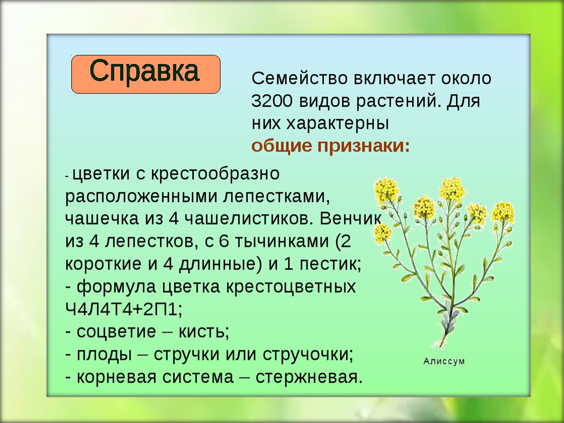 Крестоцветные особенности. Двудольные растения крестоцветные. Царство крестоцветных растений. Семейства двудольных растений крестоцветные. Крестоцветные капуста соцветие.