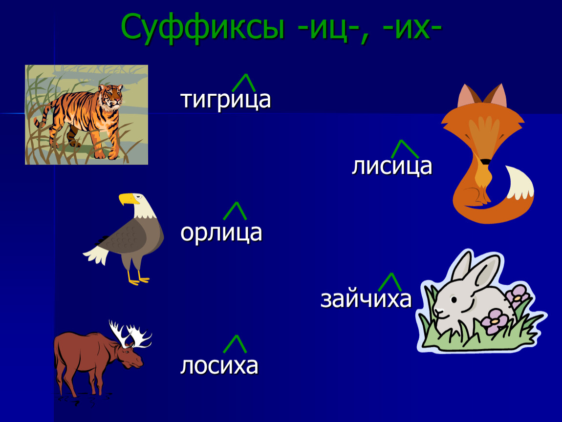 Схема слова зайчиха. Суффикс тигр. Тигрица суффикс. Тигр с суффиксом ИК. Суффикс в слове тигрица.