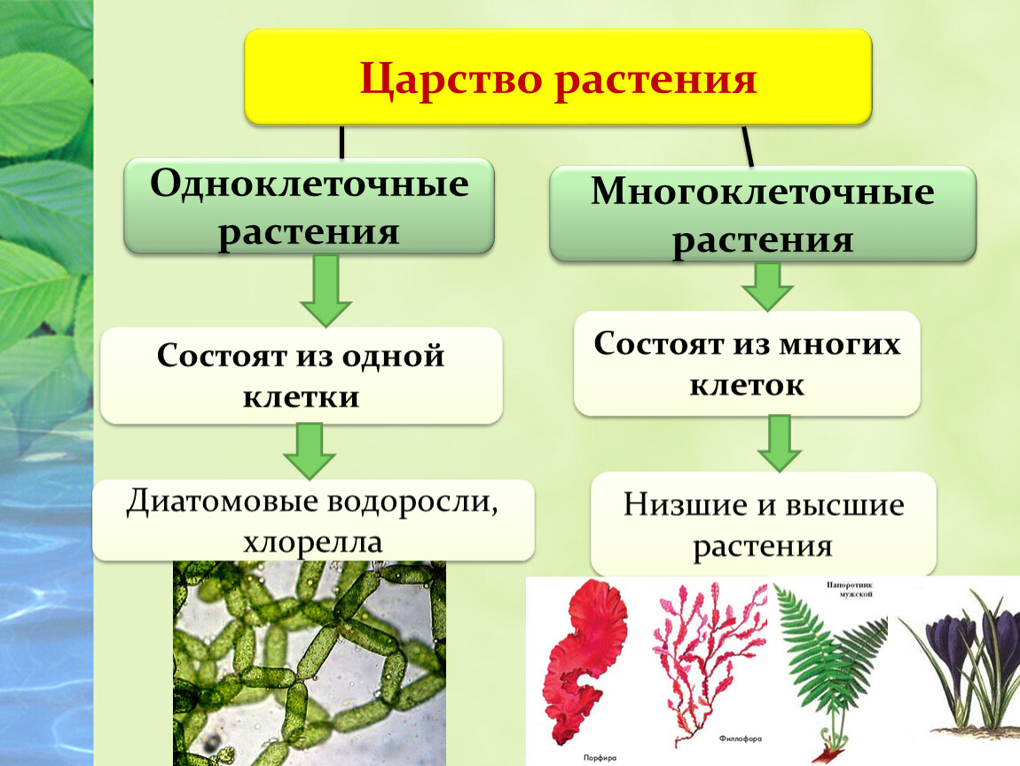 Растительный организм примеры. Многоклеточные высшие споровые растения. Царство растений одноклеточные и многоклеточные. Одноклеточные многоклеточные многоклеточные растения. Многоклеточные низшие растения.