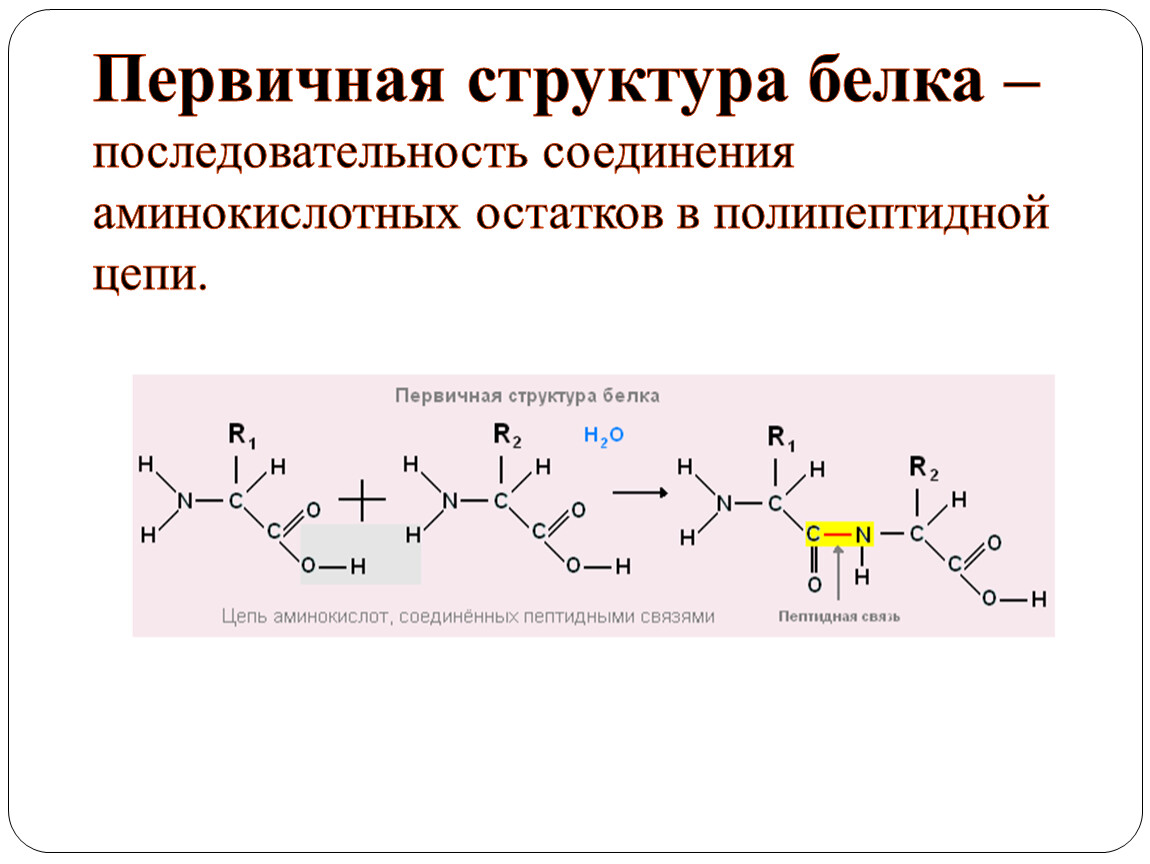 Изменение аминокислот последовательности белков. Первичная структура белка формула. Химическая формула первичной структуры белка. Первичная структура белка химия. Аминокислотная последовательность белка.