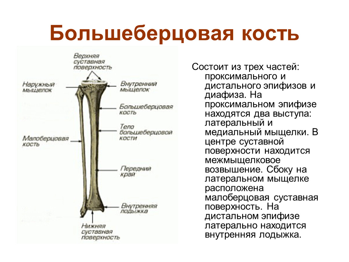 Между бедренной и большеберцовой костями какое. Большая берцовая кость анатомия. Большеберцовая кость проксимальный диафиз. Диафиз и эпифиз большеберцовой кости. Проксимальный конец большеберцовой кости.