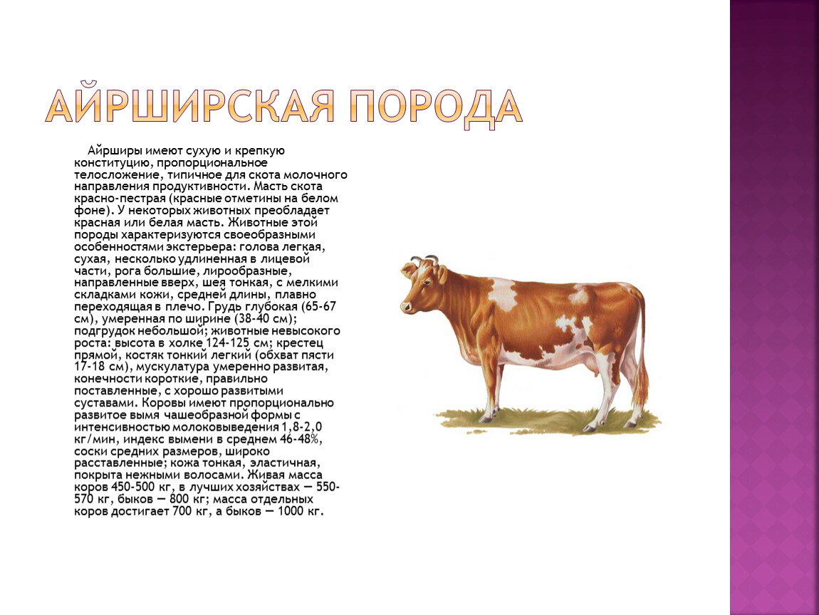 Порода коров описание. Характеристика коров айрширской породы. Корова айрширской породы параметры. Молочная продуктивность айрширской породы коров. КРС айрширской породы характеристика.