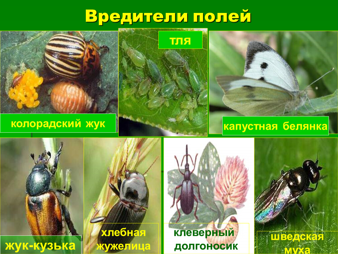 Животные поля 2 класс окружающий мир. Насекомые вредители. Вредители полей насекомые. Вредители полей и огородов. Класс насекомые вредители.