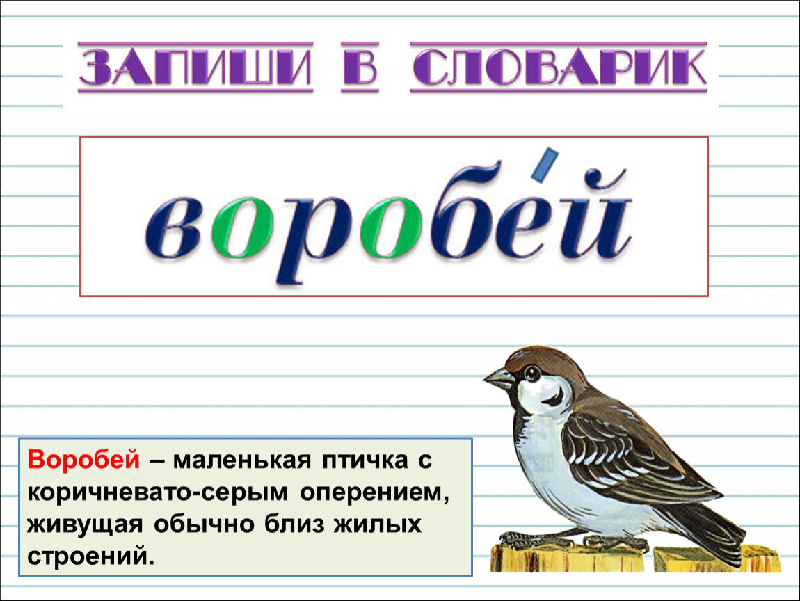 Воробей предложение. Воробей маленькая птичка с коричневато-серым оперением. Строение птицы Воробей. Птица с коричнево серым оперением. Строение воробья.