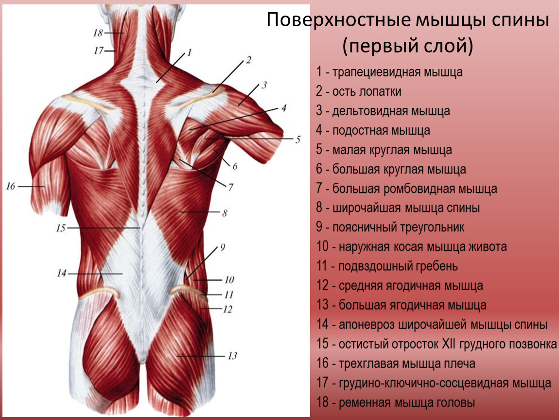 Презентация на тему: "Анатомическая физиология мышц спины."