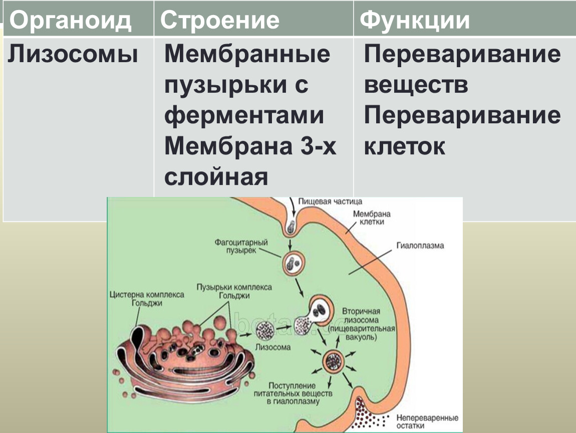Органоиды принимающие участие в фотосинтезе. Лизосомы строение и функции. Лизосомы особенности строения и функции. Лизосомы функции 8 класс. Строение клетки таблица лизосомы.