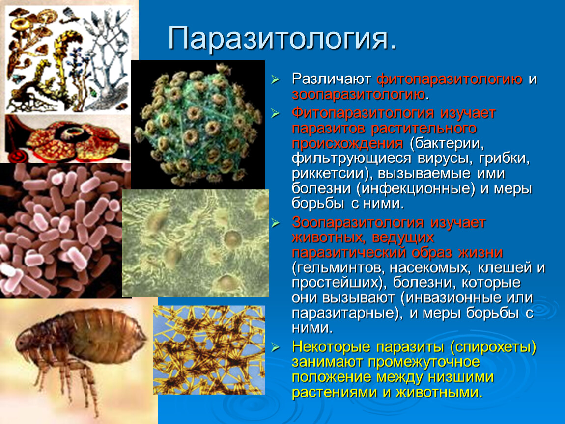 Какое заболевание вызывают простейшие. Бактерии паразиты животных. Паразинтол. Простейшие микроорганизмы. Паразитология классификация паразитов.