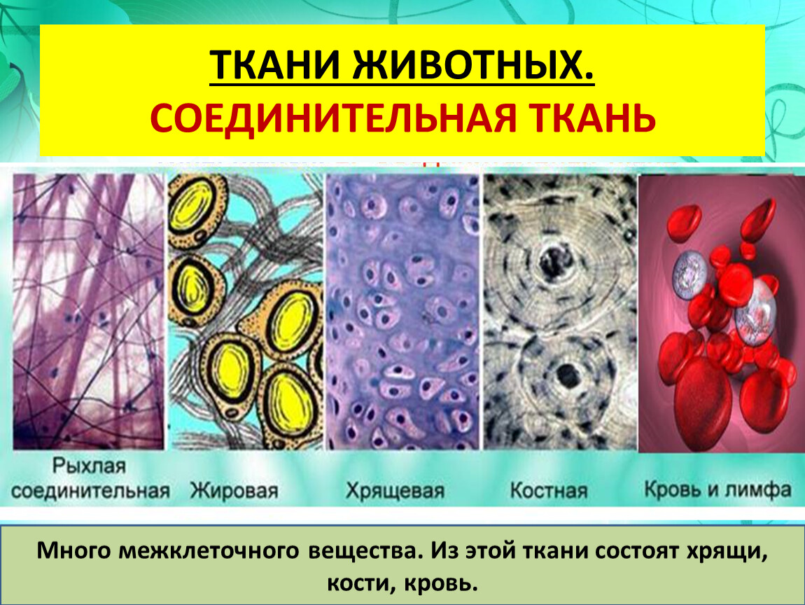 Какие органы входят в соединительную ткань. Строение соединительной ткани животных. Строение клеток соединительной ткани. Соединительная ткань кровь лимфа хрящевая костная жировая. Клеточные типы соединительной ткани.