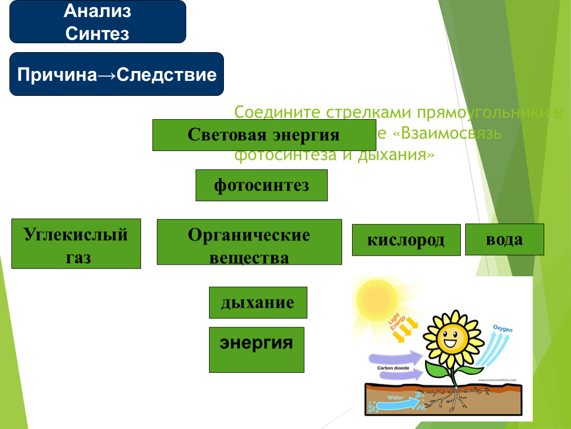 Растения в отличие от всех других организмов