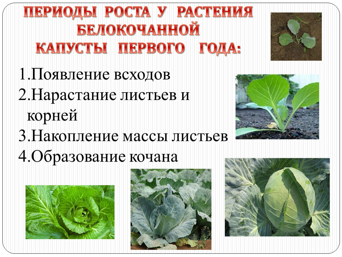 Капуста группа организмов. Капустные овощные растения. Этапы развития капусты. Стадии роста капусты белокочанной. Формирование капусты белокочанной.