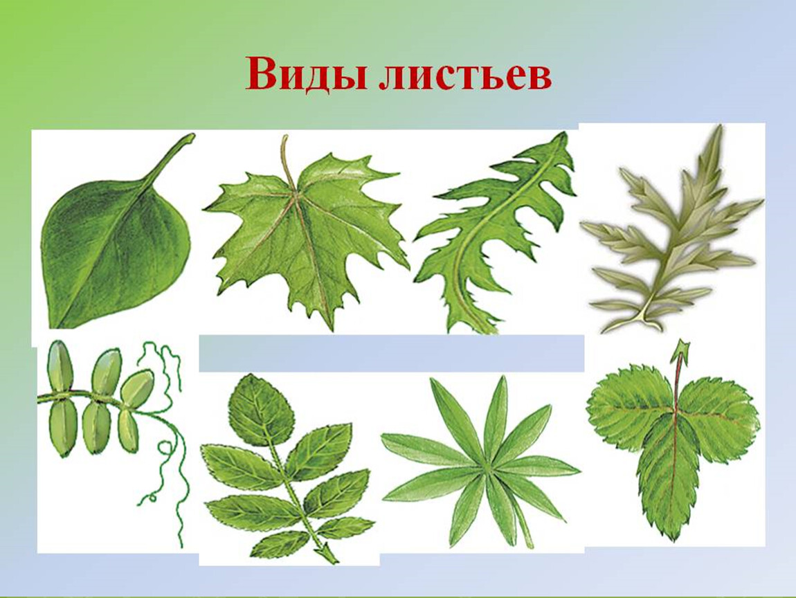 Название растения листья простые. Виды листьев. Листья разных растений. Тип листа. Формы сложных листьев.