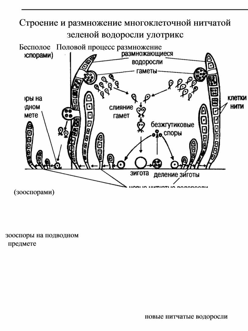 Стадии жизненного цикла зеленых водорослей. Жизненный цикл водоросли улотрикса схема. Улотрикс жизненный цикл. Жизненный цикл зеленых водорослей улотрикс. Жизненный цикл нитчатой водоросли улотрикс.