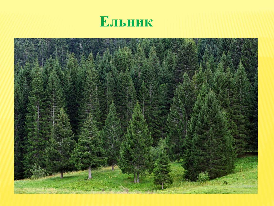 Произрастание хвойных деревьев природная зона. Пихта Западно сибирской равнины. Пихта подлесок. Пихта Нордмана. Хвойный лес пихта ель.