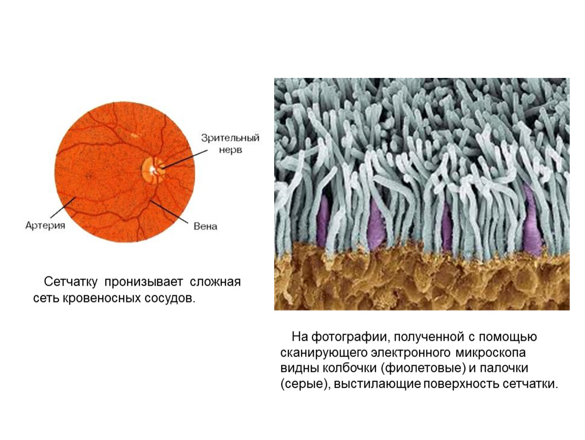 Сосудистая оболочка палочки колбочки. Клетки сетчатки гистология. Палочки и колбочки сетчатки под микроскопом. Палочки колбочки микроскоп строение. Препарат нервной ткани сетчатки глаза.