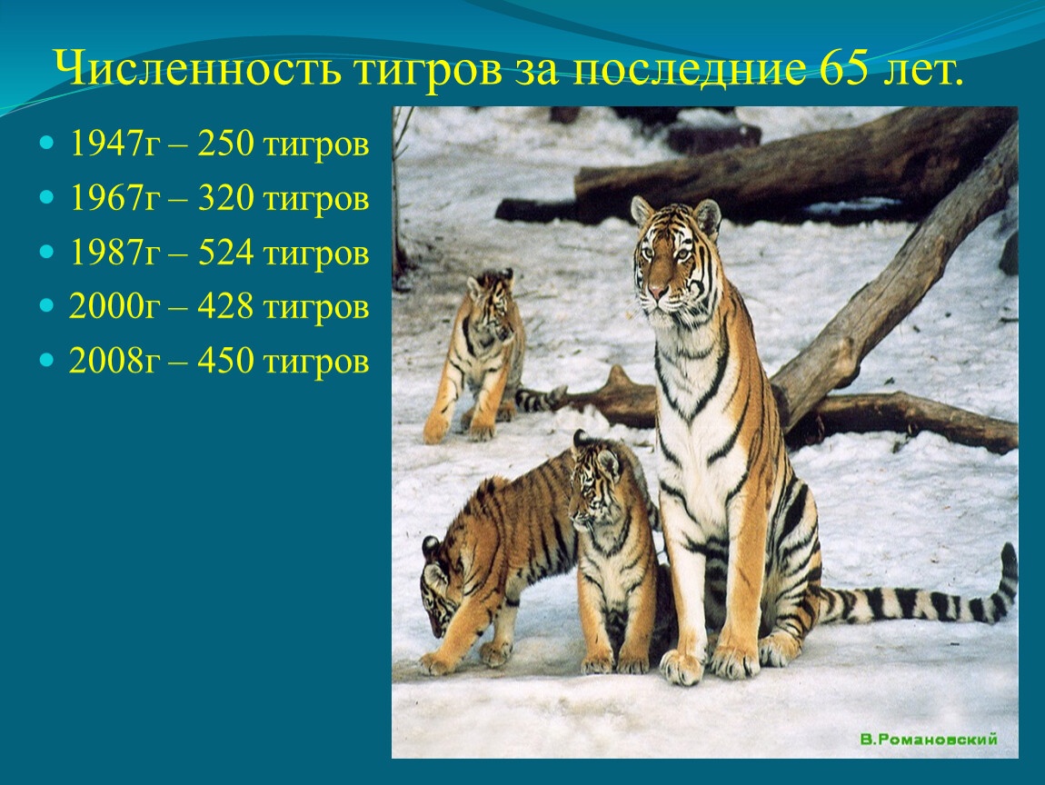 Сколько в мире амурских тигров. Численность тигров. Амурский тигр численность. Амурский тигр общая численность. Графики численности тигров.