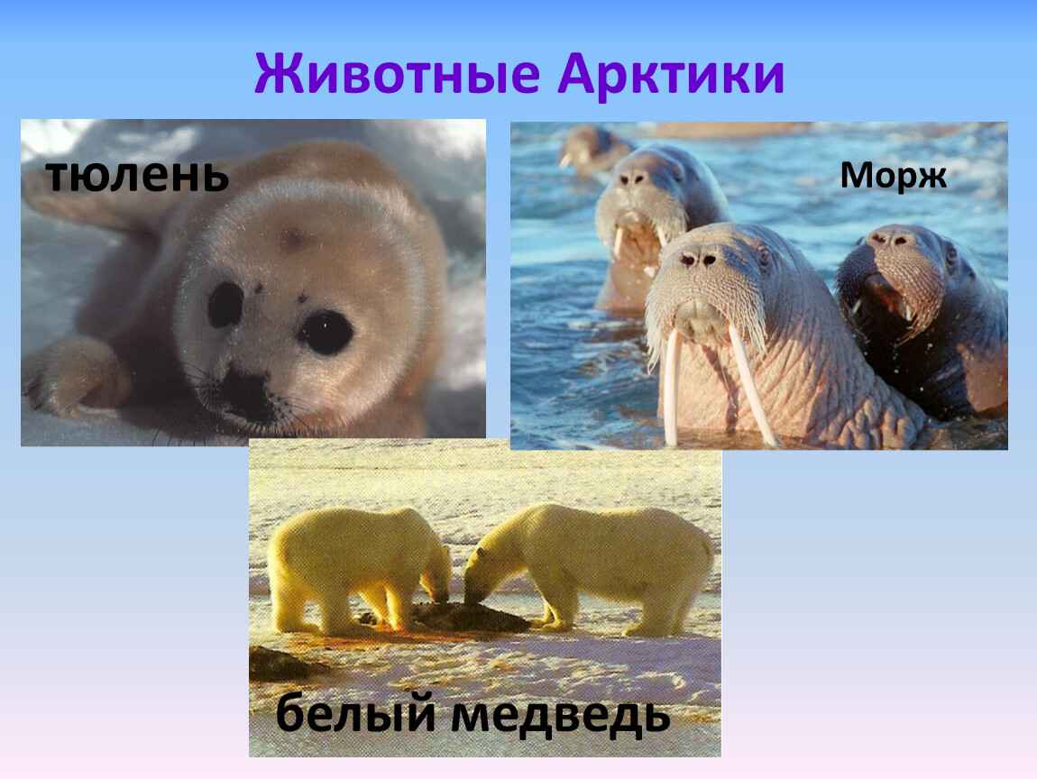 Белый медведь морж и тюлень природная зона. Животные Арктики для 4 класса. Животные Арктики для 4 класса окружающий мир. Животный мир холодных районов. Животный мир Арктики 4 класс окружающий мир.
